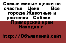 Самые милые щенки на счастье › Цена ­ 1 - Все города Животные и растения » Собаки   . Приморский край,Находка г.